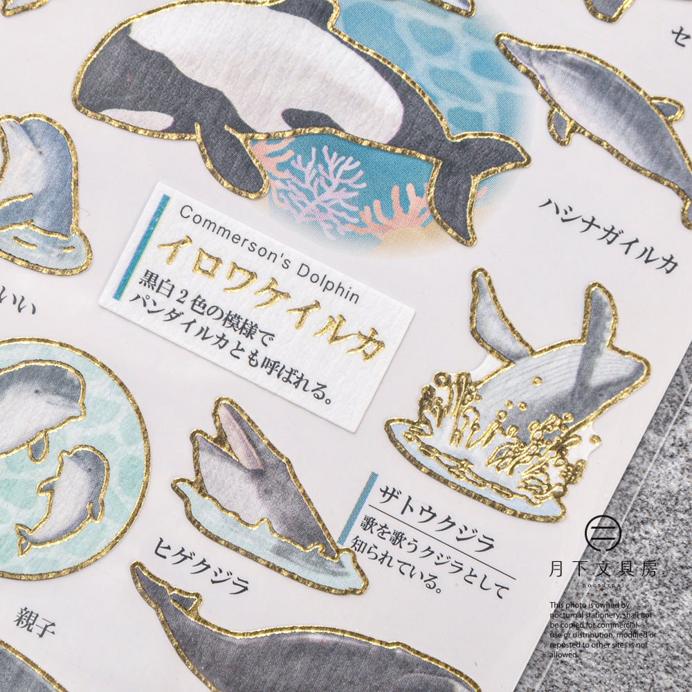 S-396 | KAMIO 大人之圖鑑貼紙 (海豚．鯨魚篇)