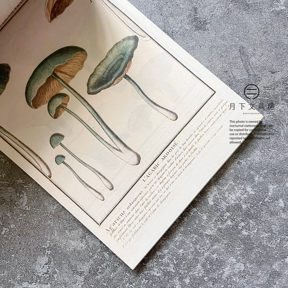 B-45 | 100 WRITING & CRAFTING PAPERS OF MUSHROOMS