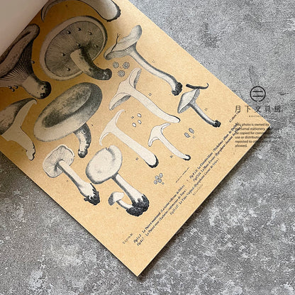B-45 | 100 WRITING & CRAFTING PAPERS OF MUSHROOMS